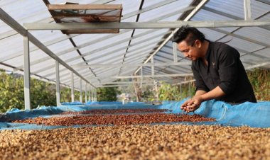 "หญ่าโย่"หนุนคนรุ่นใหม่ปลูกกาแฟ สร้างรายได้กว่า 5 แสน/ปี