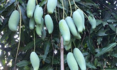 มะม่วงมันขุนศรี พันธุ์โบราณหายาก ปลูก 28 ต้น โกยรายได้ ปีละ 2 แสน