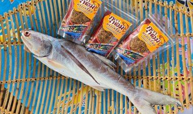 ดัน “กุเราหอมตากใบ” ขึ้นแท่นสินค้าใหม่ เพิ่มรายได้ให้ชาวประมง 3 เท่า ภายในปี 2570