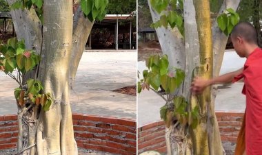 ฮือฮาวัดป่าอุดรธานี เอาน้ำลูบต้นโพธิ์กลายเป็นสีทองอร่าม