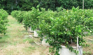 เปิดเคล็ดลับวิธีปลูกมะนาวในวงบ่อซีเมนต์ อย่างถูกต้อง