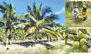 อุบลราชธานีต้นแบบปลูกมะพร้าวน้ำหอมสู้ดินเค็มรสชาติหอมหวาน