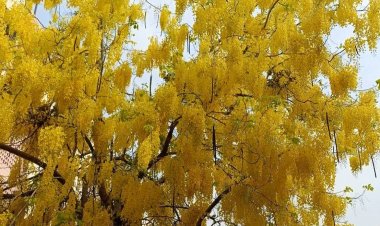 ดอกราชพฤกษ์บานสะพรั่งท้าลมแล้ง ตอนรับเทศกาลสงกรานต์ไทย