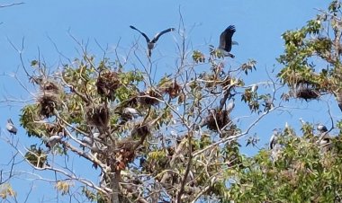 "นกปากห่าง" นับหมื่นตัว ยึดพื้นที่วัดป่า พระเณรทนเสียงไม่ไหว หนีจำวัดที่อื่น