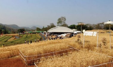 หนุนชาวนาเหนือปลูกข้าว‘สาลี-บาร์เลย์-โอ๊ต’ใช้น้ำน้อย โตเร็ว ตลาดต้องการสูง