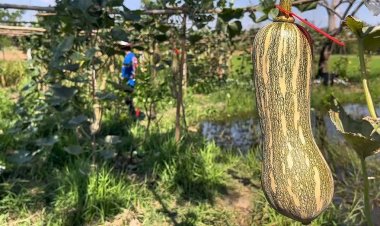 หนุ่มสุรินทร์‘ปลูกฟักทองเงือก2ใจ’ขายลูกละ 1,000-2,000 บาท ยอดจองพุ่ง