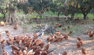 เผยเคล็ดลับวิธีเลี้ยงไก่อาราณ์ดีและสูตรอาหารลดต้นทุน