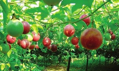 "เสาวรสหวาน เอกวาดอร์"ปลูกง่าย ผลดก หวานฉ่ำ รายได้ปัง