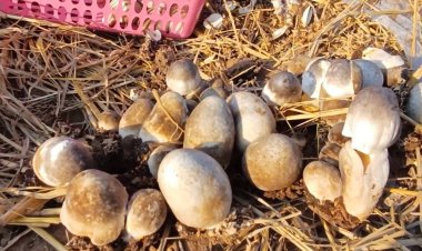 สว่างแดนดิน ชุมชนต้นแบบ เพาะเห็ดฟางกองเตี้ย หลังฤดูทำนา ลด pm 2.5