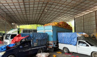 บุกจับมะพร้าวเถื่อน 43 ตัน-อโวคาโด 8 ตัน ลอบนำเข้าจากกัมพูชา