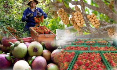 กรมส่งเสริมสหกรณ์เตรียมพร้อมมาตรการบริหารจัดการผลไม้ภาคตะวันออก