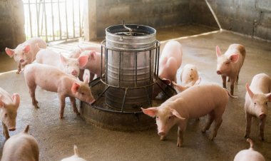 นายกหมูแจงราคาหน้าฟาร์มเพิ่งพ้นต้นทุน วอนผู้บริโภคเข้าใจ หลังเกษตรกรขาดทุนมา 2 ปี