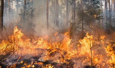 "เชียงใหม่" วิกฤติ ประกาศเขตพื้นที่ประสบภัยพิบัติไฟป่า 2 อำเภอ