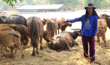 คนเลี้ยงควายเมืองชาละวันโอดครวญข้าวราคาตกต่ำเลี้ยงควายก็ขายไม่ได้ราคาแม้แต่ขี้ควายที่ใช้ทำปุ๋ยก็ยังขายไม่ออก