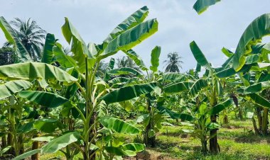 รับมือโลกร้อน!แปลงใหญ่กล้วยน้ำว้า เพชรบุรี วางแผนกู้วิกฤต