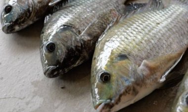 ไขข้อสงสัย! DNA ปลาหมอคางดำบทพิสูจน์ใครเป็นต้นเหตุการระบาด?