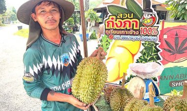 ออกสู่ท้องตลาดแล้ว! ทุเรียนชะนีเกาะช้าง สินค้า GI หน้าสวนเริ่ม 200 บาท