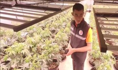 ชาวบ้านสุดทน โรงงานกัญชา ส่งกลิ่นเหม็นทั้งวัน คนแก่เวียนหัว เด็กไอเป็นเลือด