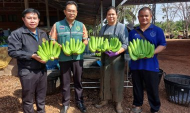 เกษตรกรปลูกกล้วยหอมทองเสิงสาง รับทรัพย์ก้อนโตโกยไร่ละ 1 แสนบาท