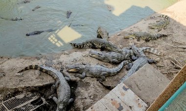พิจิตรแผ่นดินไหวบ่อเลี้ยงจระเข้ทายาทชาละวันนับร้อยตัวยังอยู่ดีไม่ต้องห่วง
