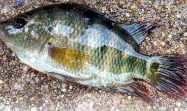 ซีพีเอฟร่วมมือภาครัฐดูแลสังคม แก้ไขปัญหาปลาหมอคางดำ ย้ำชัดไม่ได้เป็นต้นเหตุ พร้อมเคารพกระบวนการยุติธรรม