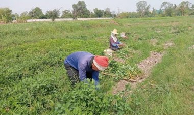 สองตายายเลิกทำนาปรังหนีขาดทุนซ้ำซาก หันปลูกถั่วลิสงขายรายได้ดีกว่าหลายเท่า