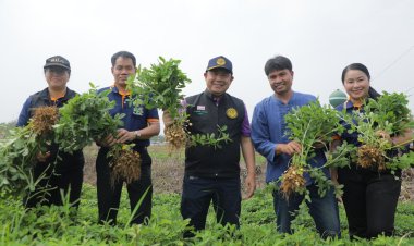 ชุมชนต้นแบบบ้านบูรพาปลูก"ถั่วลิสงพืชหลังนา"ชุบชีวิตที่ดีขึ้น