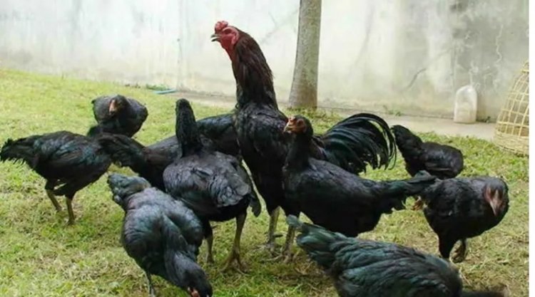 กระทรวงเกษตรฯลุยเปิดตลาดส่งออกไก่พื้นเมืองมีชีวิตไปอินโดนีเซีย