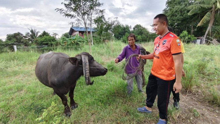 พาดูควายแปลก เขาทิ่มดินทั้งฝูง มีฝูงเดียวที่เมืองครบุรี
