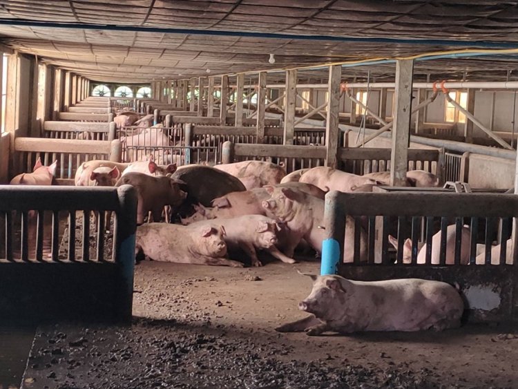 ปี'68 วงการเลี้ยงหมู “กวาดคอก” ครั้งใหญ่สร้างสมดุลแก้หมูล้นตลาด