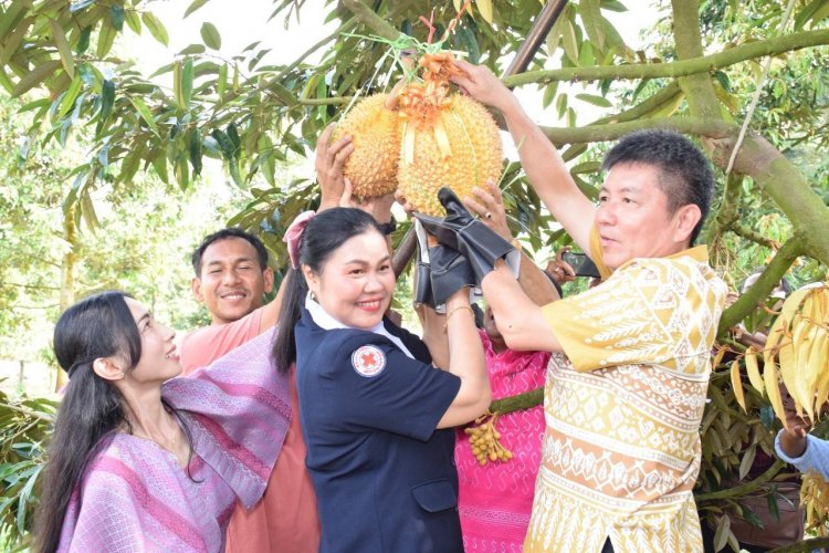 พ่อเมืองชุมพร ตัดทุเรียนศรีทอง (ถ้ำสิงห์) สายพันธุ์ใหม่ หนึ่งเดียวในโลก คนแห่ประมูลลูกเดียว 2 แสนบาท