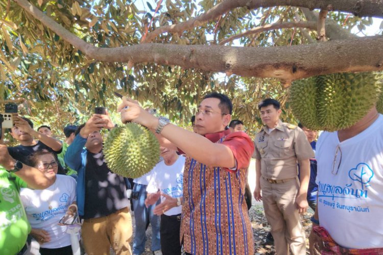 ระยอง OK ทุเรียนGIคุณภาพดี ออกสู่ตลาดแล้ว อร่อยทุกเม็ด เด็ดทุกสวน ไร้สารปนเปื้อน