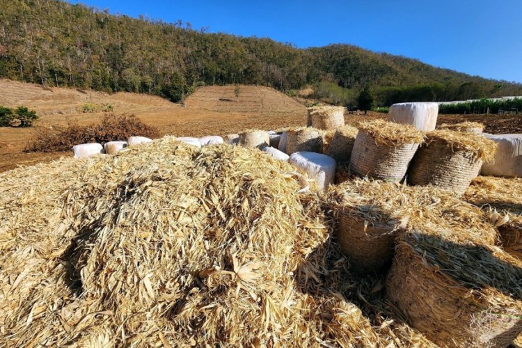 บ้านแม่วาก นำร่องเกษตรทางเลือกสร้างผลิตผลมูลค่าสูง