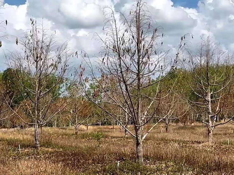 โรคกิ่งตายทุเรียน ระบาดในภาคใต้ หวั่นแล้งจัดเพิ่มสำรองน้ำ โค่นยางลงทุนปลูกเพิ่ม