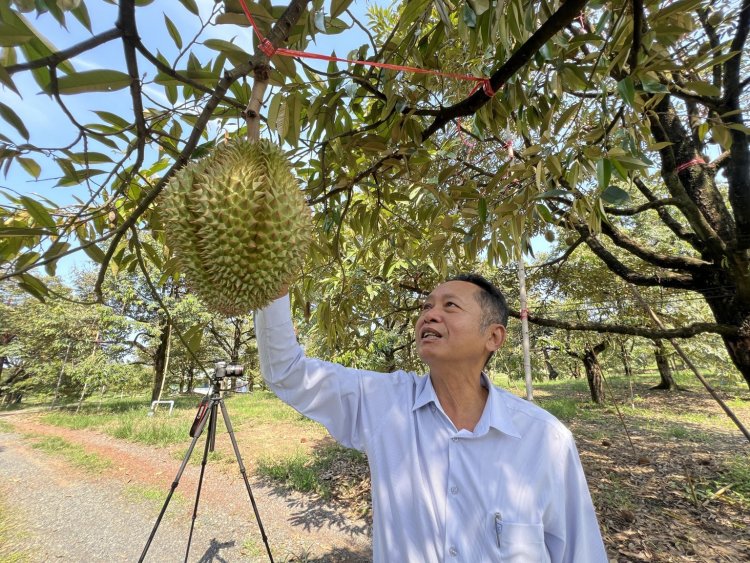 ทุเรียนสายพันธุ์หมอนทองเขาบรรทัด รุ่นแรกของตราด ออกสู่ตลาดแล้ว