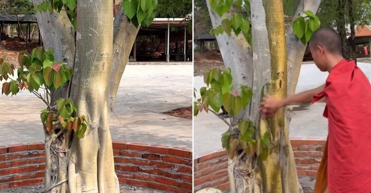 ฮือฮาวัดป่าอุดรธานี เอาน้ำลูบต้นโพธิ์กลายเป็นสีทองอร่าม
