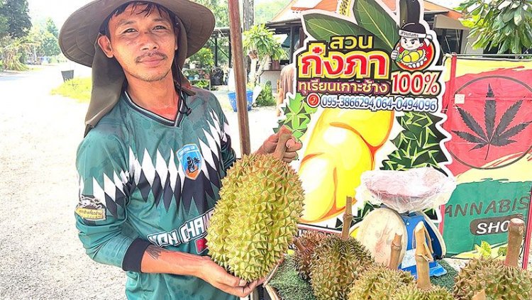 ออกสู่ท้องตลาดแล้ว! ทุเรียนชะนีเกาะช้าง สินค้า GI หน้าสวนเริ่ม 200 บาท