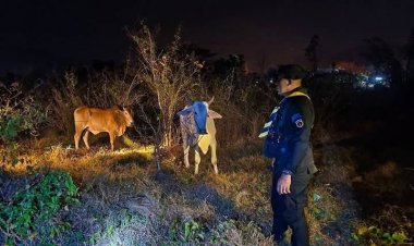 ทหารพราน 35 สกัดจับขบวนการลอบขนสัตว์ข้ามแดนเข้าไทย