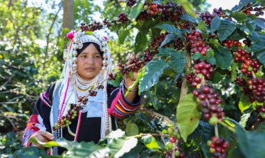 ราคาแพงแห่ทำสวนกาแฟดันยอดจองต้นกล้ากาแฟข้ามปี