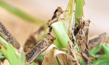 หนุ่มอดีตวิศวกรทำฟาร์มตั๊กแตนแปรรูป“ผงโปรตีน”ขายกก.ละ 10,000 บาท