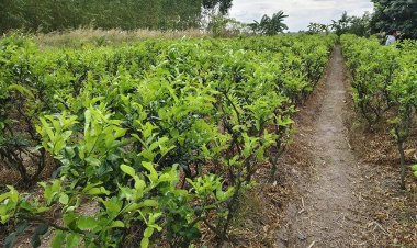 ทำน้อยได้มาก 'ปลูกมะกรูดตัดใบขาย(ระยะชิด)'ฟันรายได้ไร่ละเกือบแสนบาท