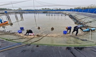 เจ้าของบ่อกุ้งน้ำตาตก ! ถูกคนร้ายวางยาบ่อกุ้ง ตายยกบ่อ สูญเงินเกือบ2ล้านบาท