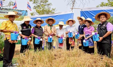 พด.ชูเทคโนโลยีชีวภาพ จัดการตอซังข้าวหลังเก็บเกี่ยวผลผลิต