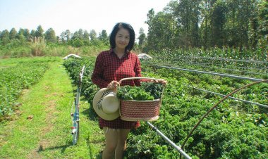พืชศก.ตัวใหม่ ปลูกผักเคลครั้งเดียวเก็บขายทั้งปี สร้างรายได้หลักหมื่น/เดือน