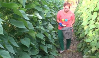 ราคาพุ่ง เกษตรกรสทิงพระเร่ง ‘เก็บผลผลิตแตงกวาขาย’สร้างรายได้งดงาม