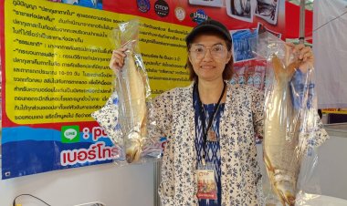 ปลาทำเงิน “ป้าเบญ” ราชาปลากุเลาตากใบของดีเมืองนรา “คนซื้อไม่ได้กิน”