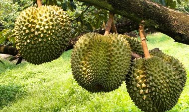 ไม้ผลตะวันออกทะลัก! ทุเรียน-มังคุด-เงาะ-ลองกอง กว่า 1.29 ล้านตัน ออกตลาดพฤษภาคมนี้