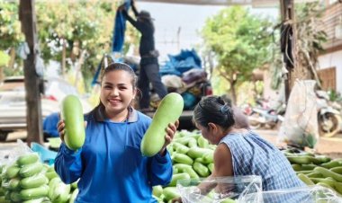 เกษตรกรโคราชพลิกไร่มันสำปะหลัง หันปลูกแฟงขายโกยเงินล้าน