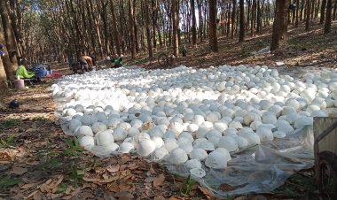 สหรัฐฯขึ้นภาษีพ่นพิษ "ยาง"ราคาวูบ รมควันลด 10 บาท ยางสดร่วง 8 บาท/กก.