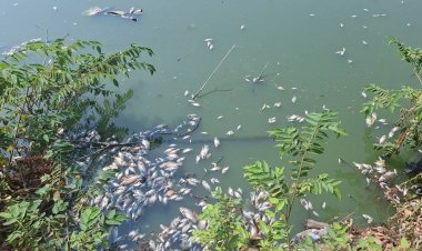 ชาวสมุทรปราการร้องปลาตายลอยเต็มคลองส่งกลิ่นเหม็นเน่า